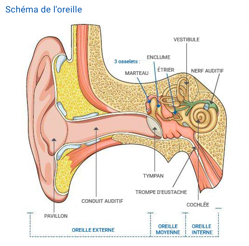 image de coupe de l'oreille interne