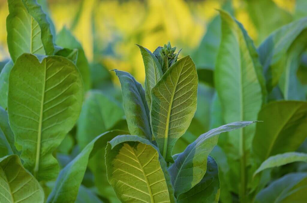 champ de tabac feuilles vertes